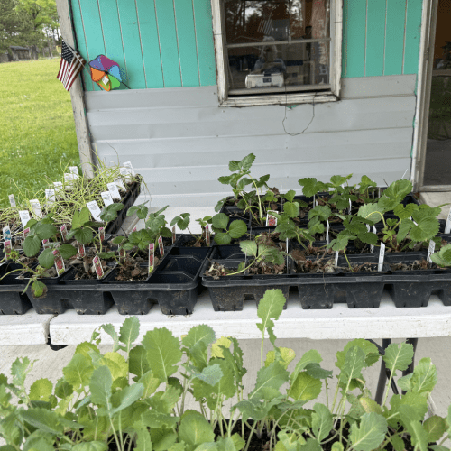Paters Maters Farmers Market is a Farmers Market in Noxapater, MS 39346